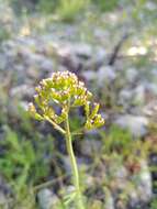 Image of Centranthus calcitrapae (L.) Dufr.