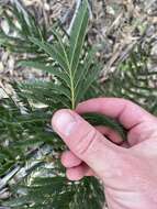 Acacia parramattensis Tindale的圖片