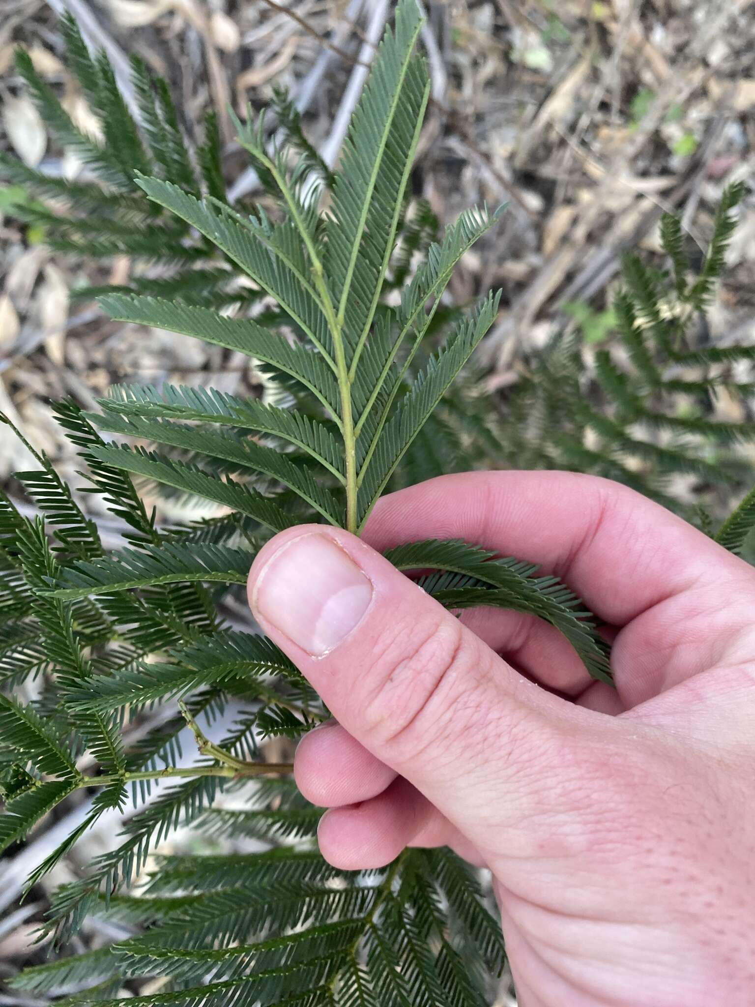 Слика од Acacia parramattensis Tindale