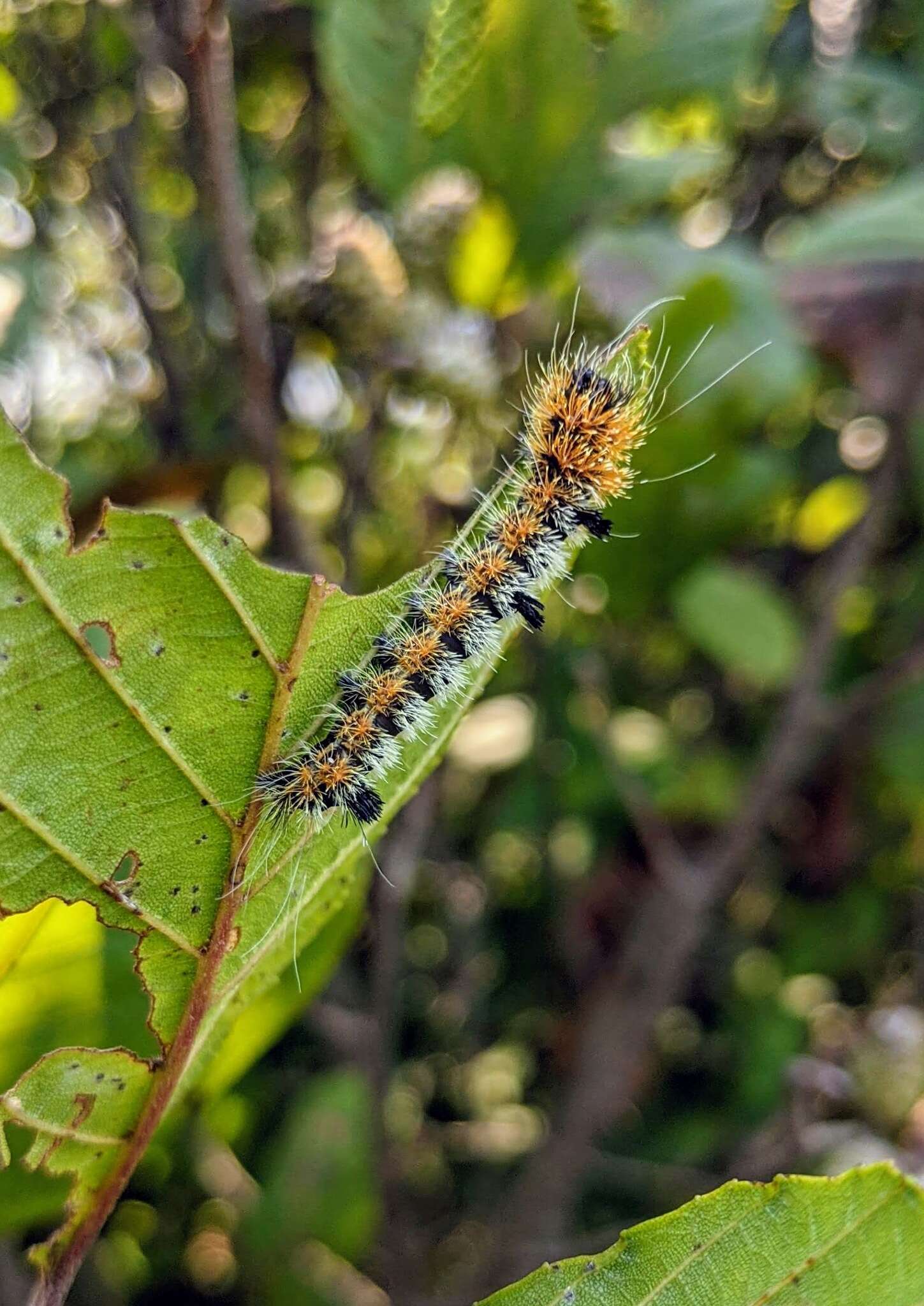 Acronicta hastulifera Smith & Abbot 1797的圖片