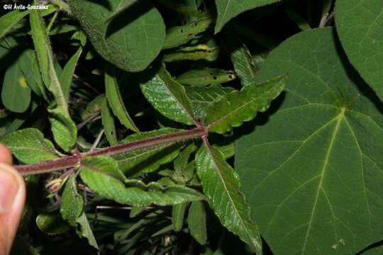 Image of Cuphea quaternata Bacigal.