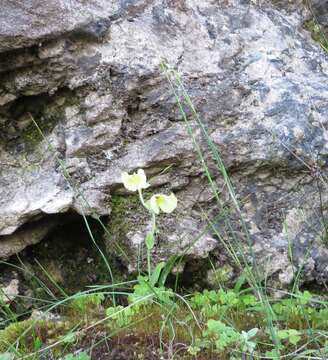 Image of Pterygodium platypetalum Lindl.