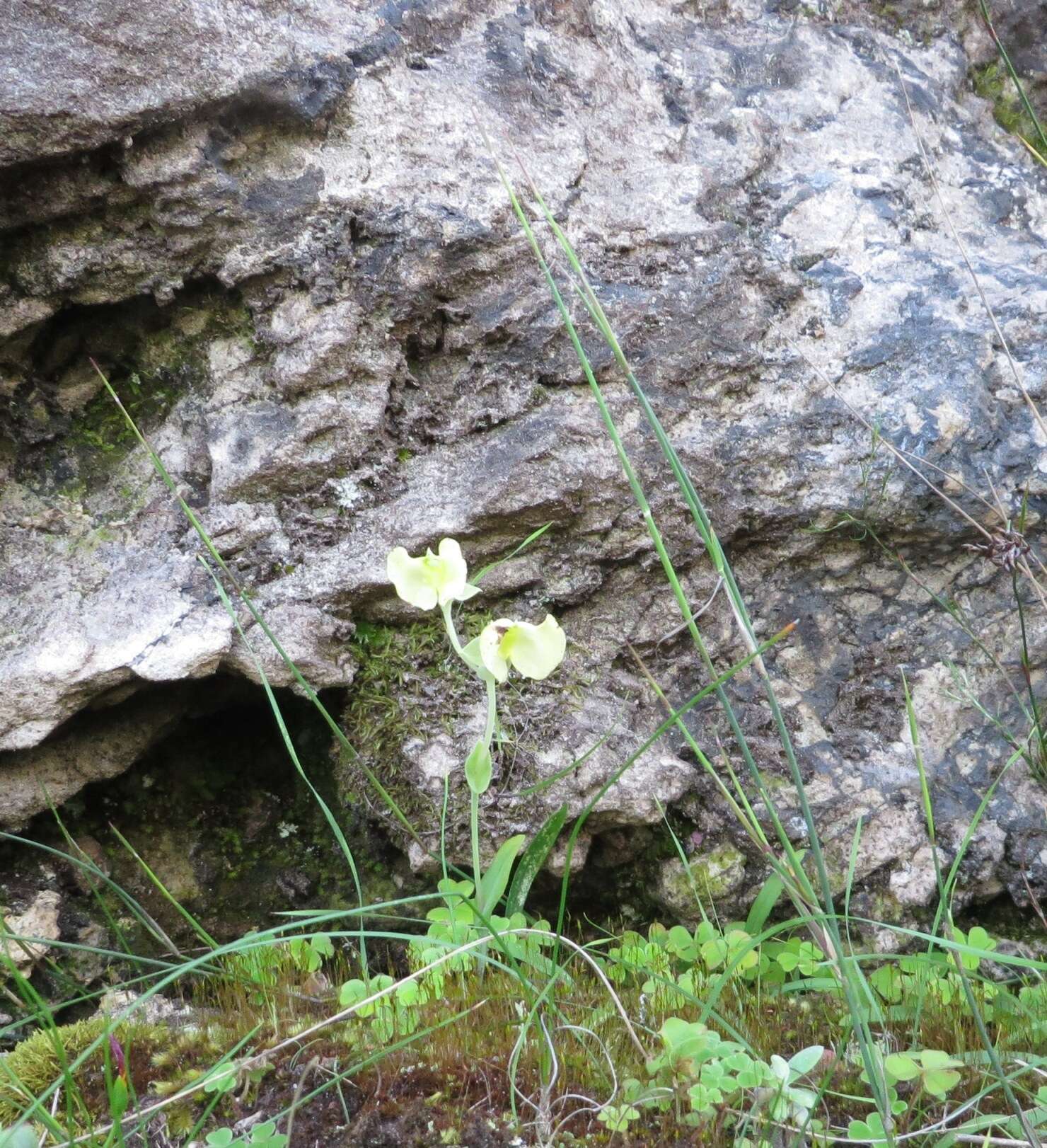 Image de Pterygodium platypetalum Lindl.