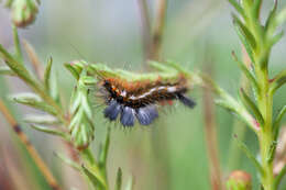 صورة Bracharoa quadripunctata Wallengren 1875