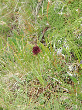 Image of Gymnadenia austriaca var. austriaca