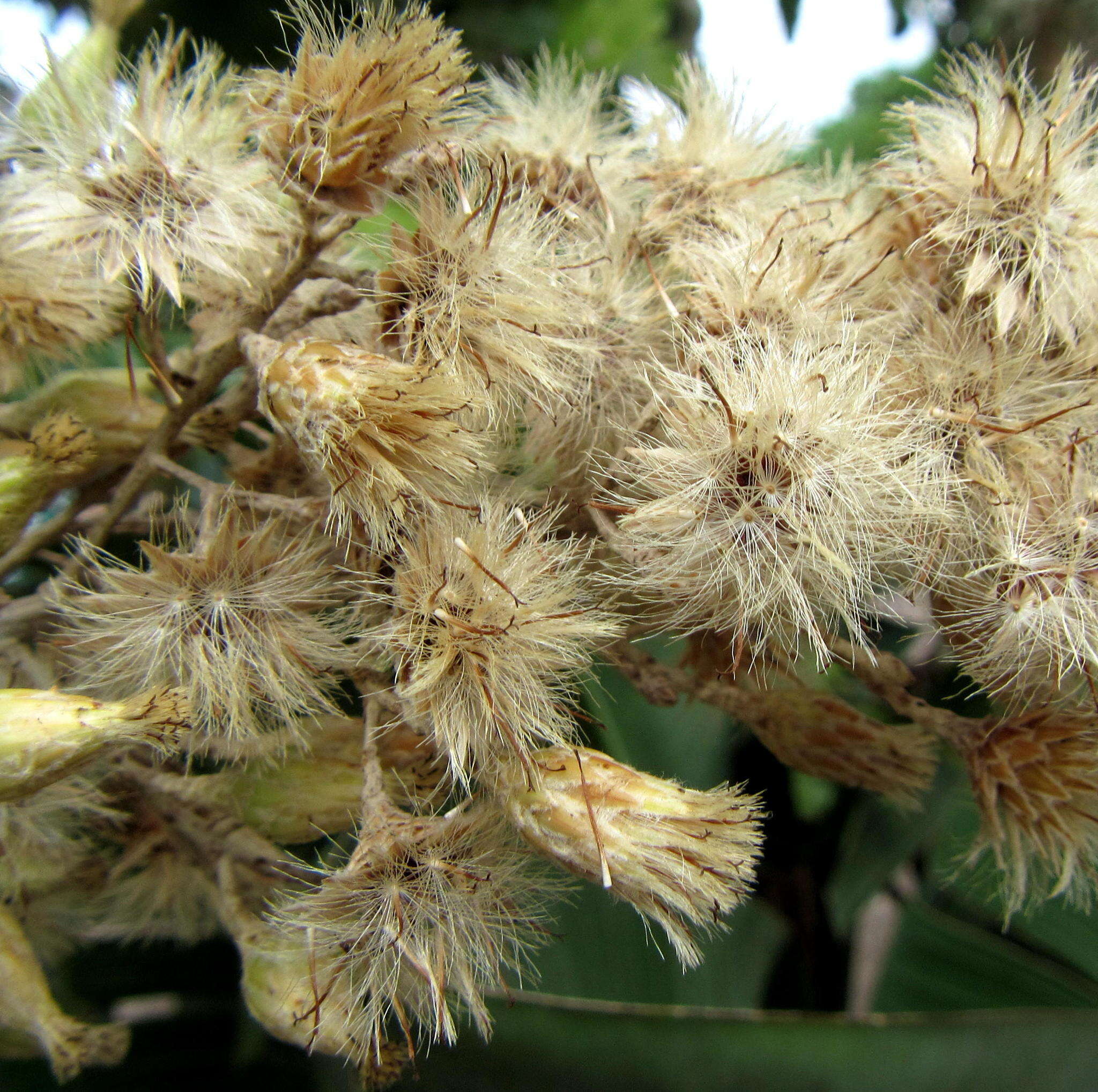 Image of Coastal silver oak