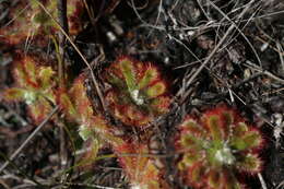 Image of Australian sundew