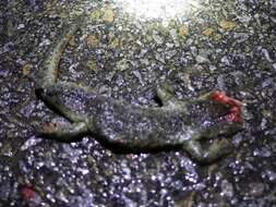 Image of Sharp-ribbed Salamander