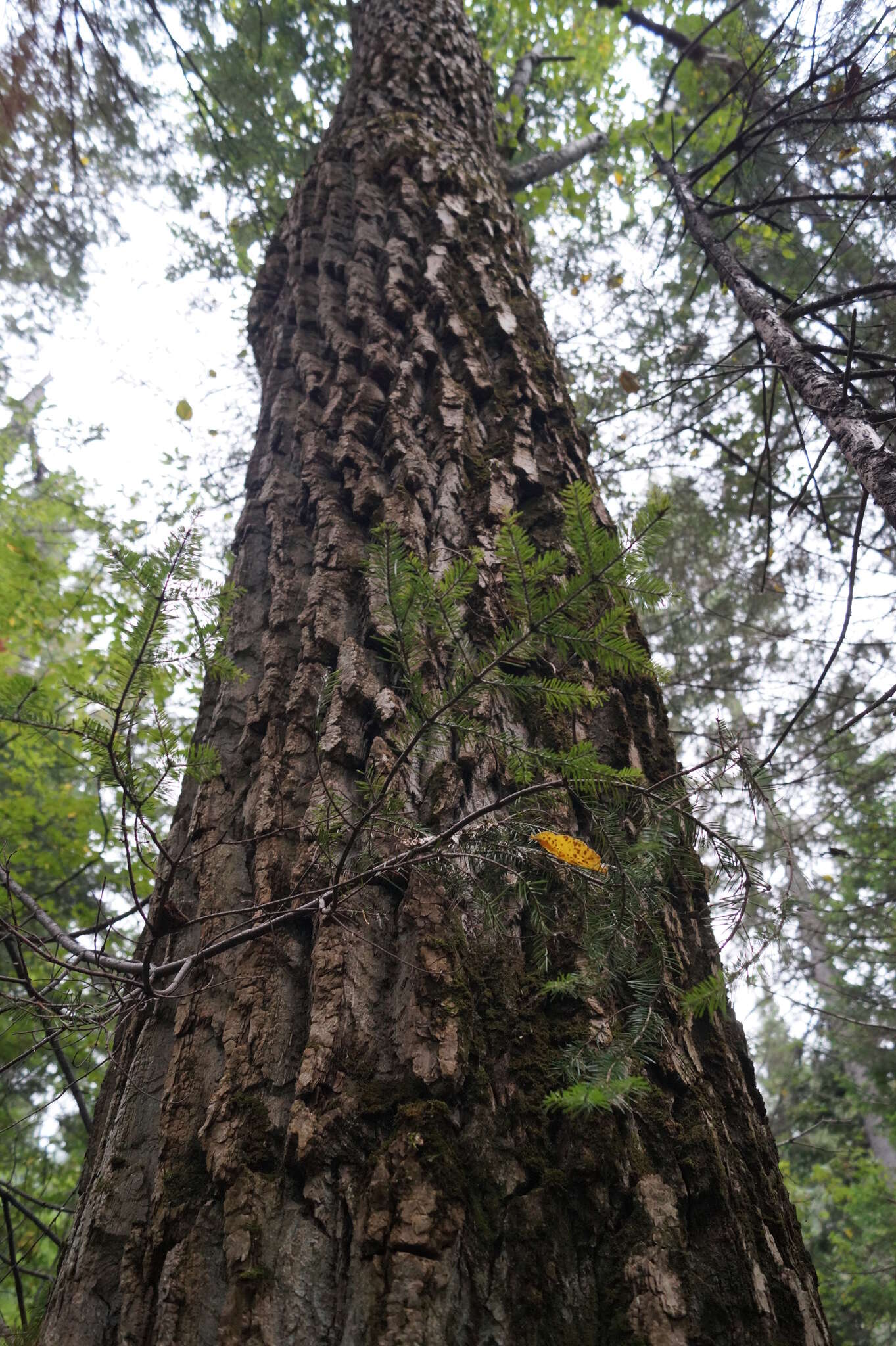 Image of Populus laurifolia Ledeb.