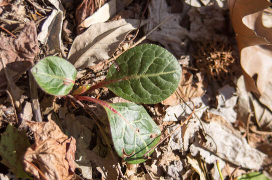 Image of American wintergreen