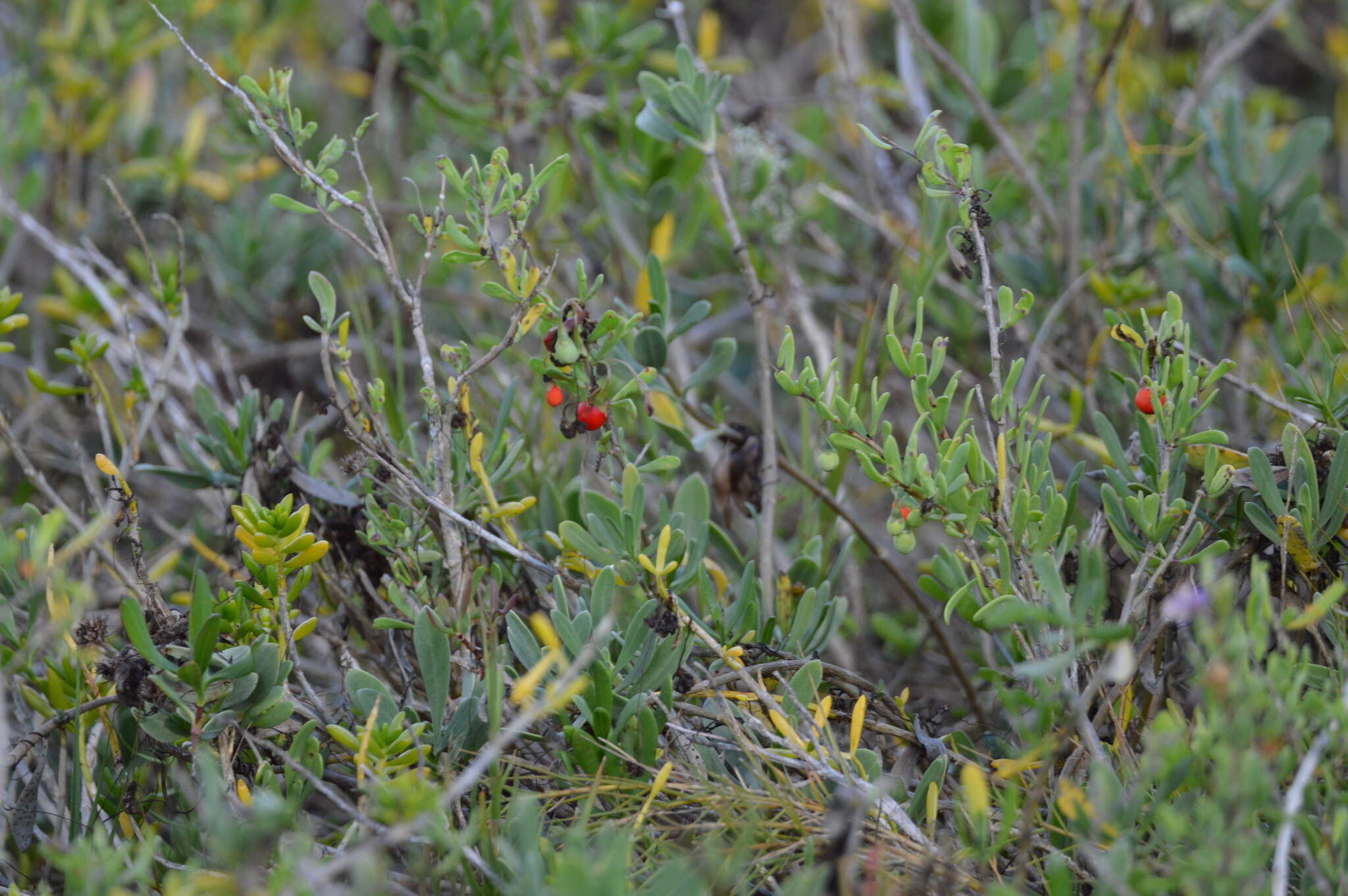 Image of Carolina desert-thorn