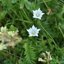 Imagem de Gentiana leucomelaena Maxim.