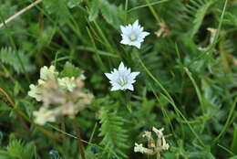 صورة Gentiana leucomelaena Maxim.