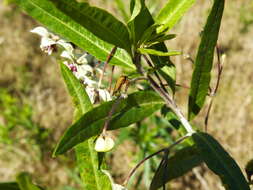 Image de Ellipsidion humerale (Tepper 1893)