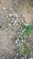 Imagem de Phlox sibirica L.