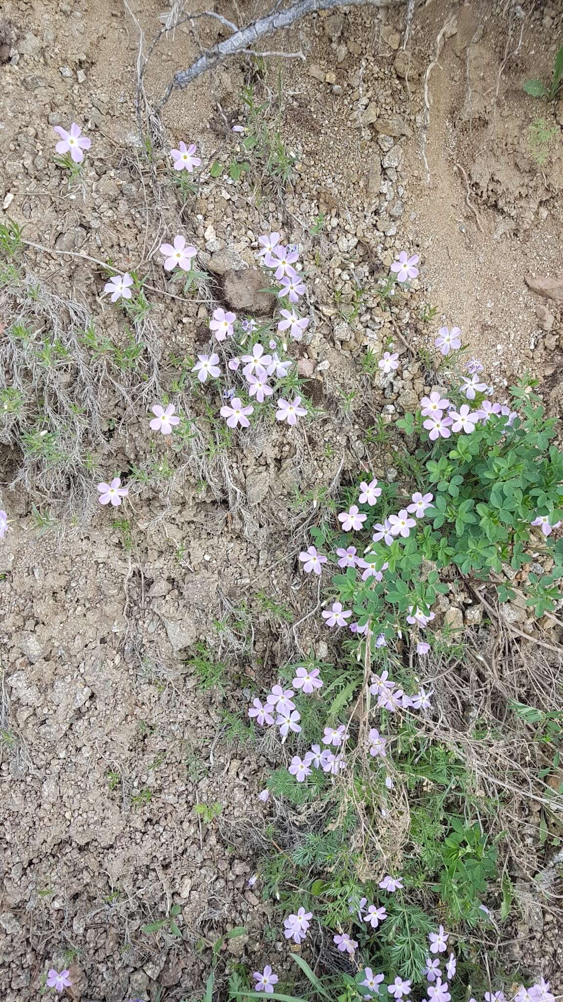 Imagem de Phlox sibirica L.