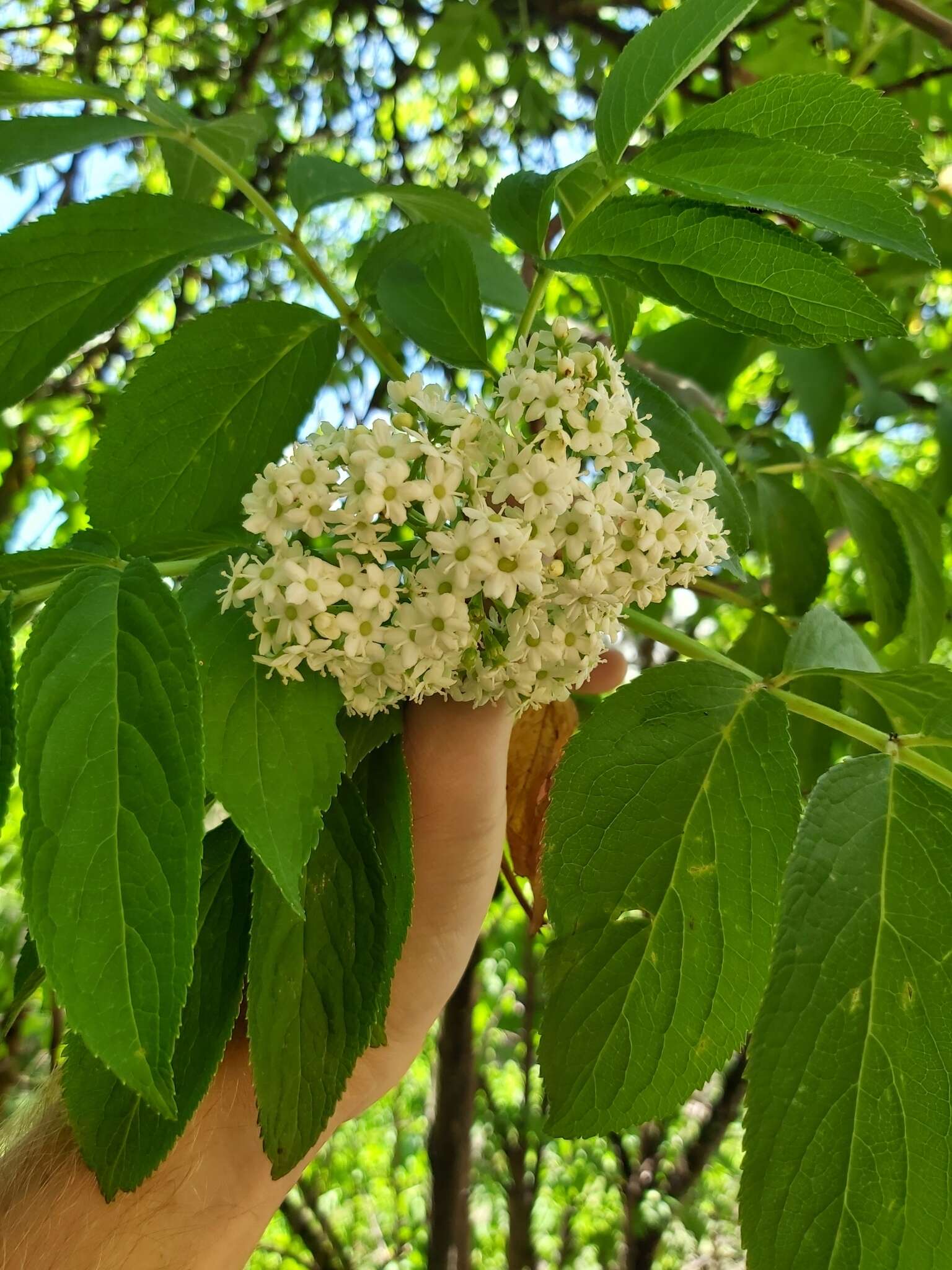 Image de Sambucus peruviana Kunth