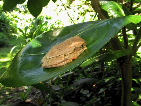 Imagem de Leptopelis natalensis (Smith 1849)