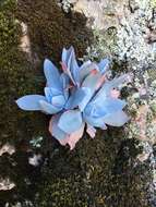 Image of Echeveria cante C. Glass & M. Mendoza-Garcia