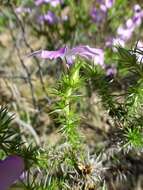 Image of Linanthus californicus (Hook. & Arn.) J. M. Porter & L. A. Johnson