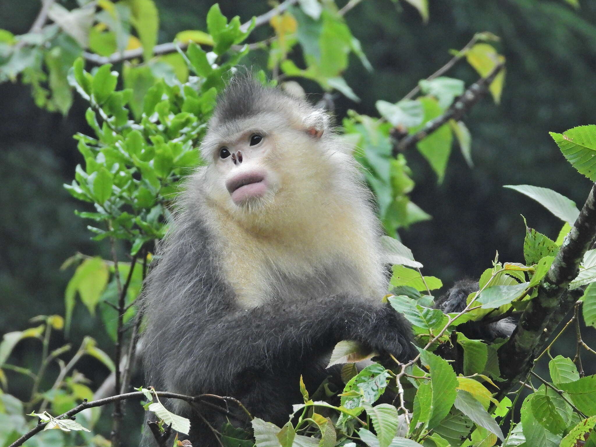 Image of Black Snub-nosed Monkey