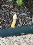 Image of Stinkhorn