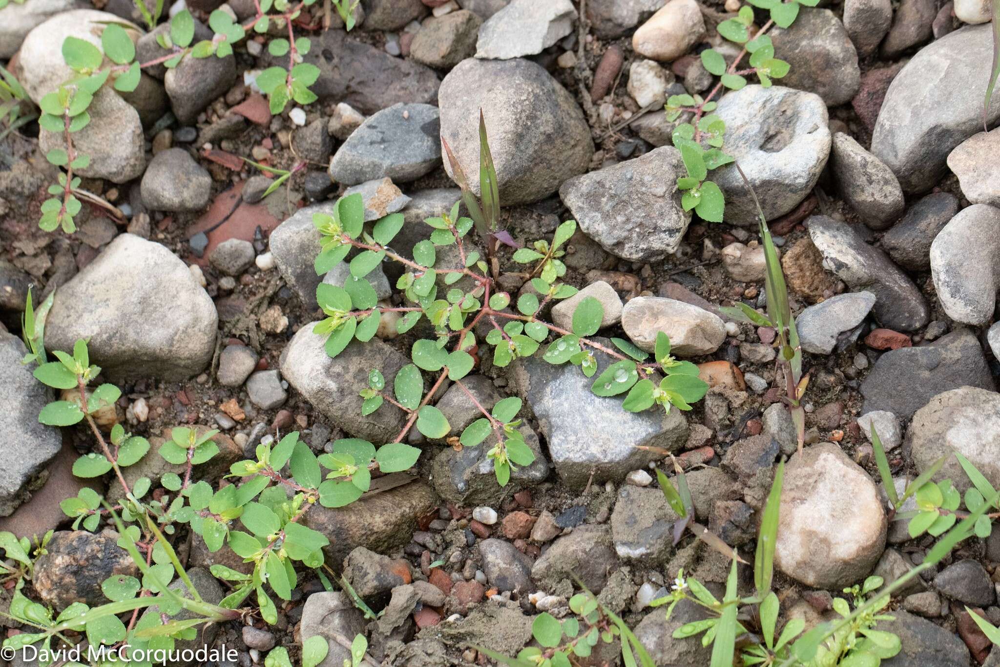 Image of wormseed sandmat