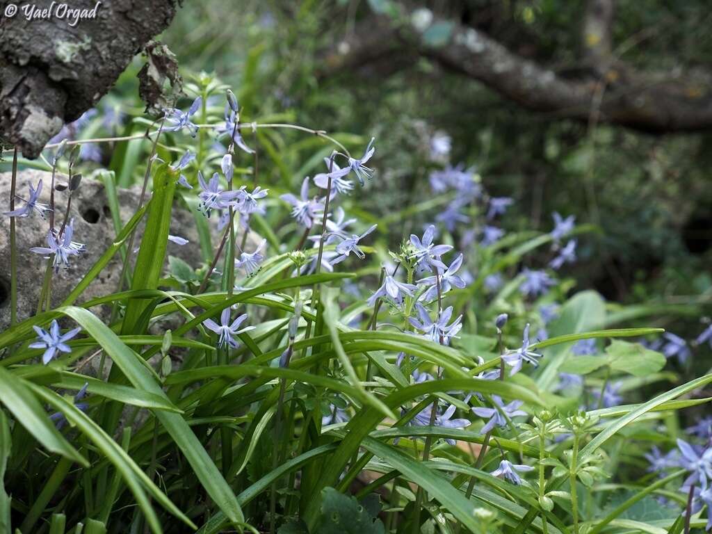 Scilla cilicica Siehe resmi