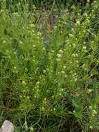 Galium pumilum Murray的圖片