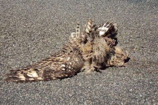 Image of Spotted Eagle-Owl