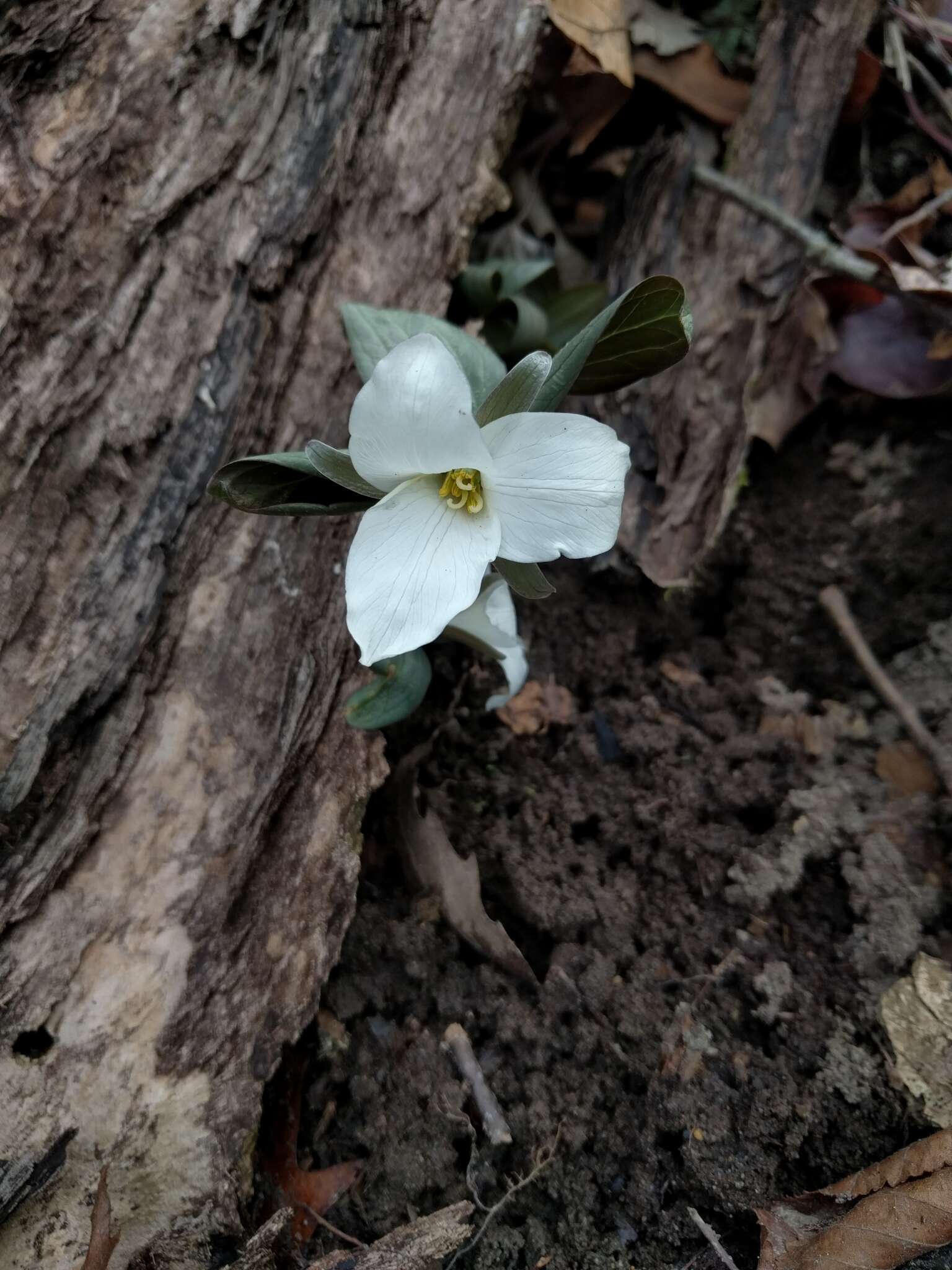 Image of snow trillium