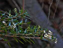 Image de Sannantha pluriflora (F. Müll.) Peter G. Wilson