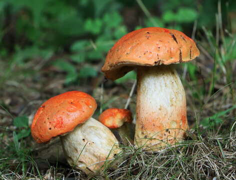 Image of Gyroporus ballouii (Peck) E. Horak 2011