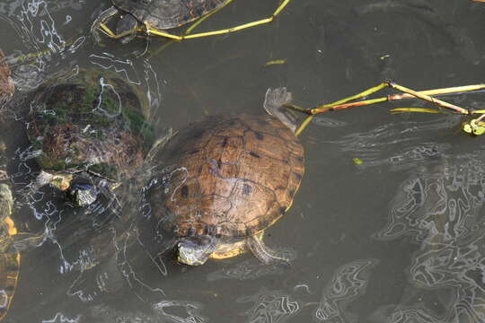 Image of Trachemys venusta uhrigi Mccord, Joseph-ouni, Hagen & Blanck 2010