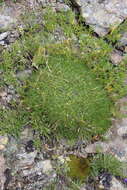 Image de Gypsophila tenuifolia M. Bieb.