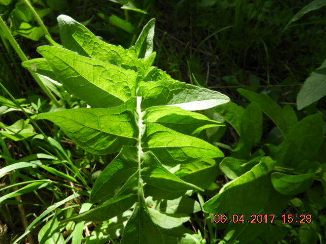 Image of cutleaf balsamroot