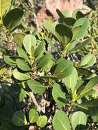 Imagem de Ficus natalensis subsp. graniticola J. E. Burrows