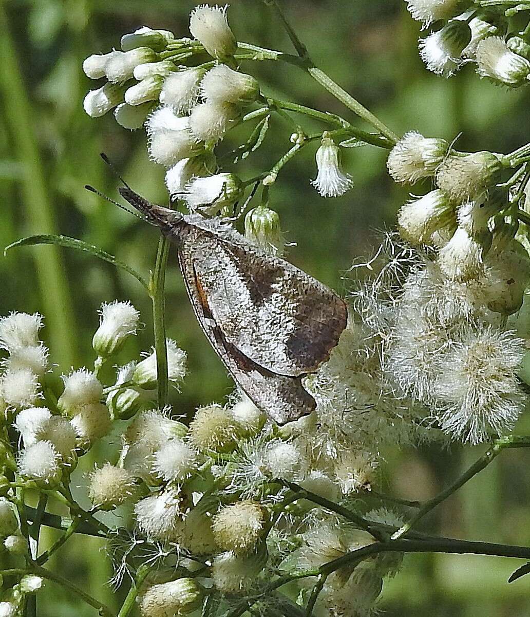 Image of <i>Libytheana <i>carinenta</i></i> carinenta