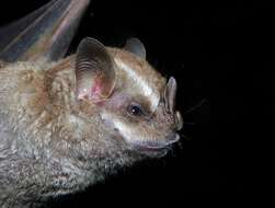 Image of Salvin's Big-eyed Bat