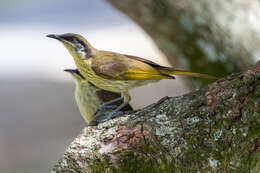 Image of Varied Honeyeater