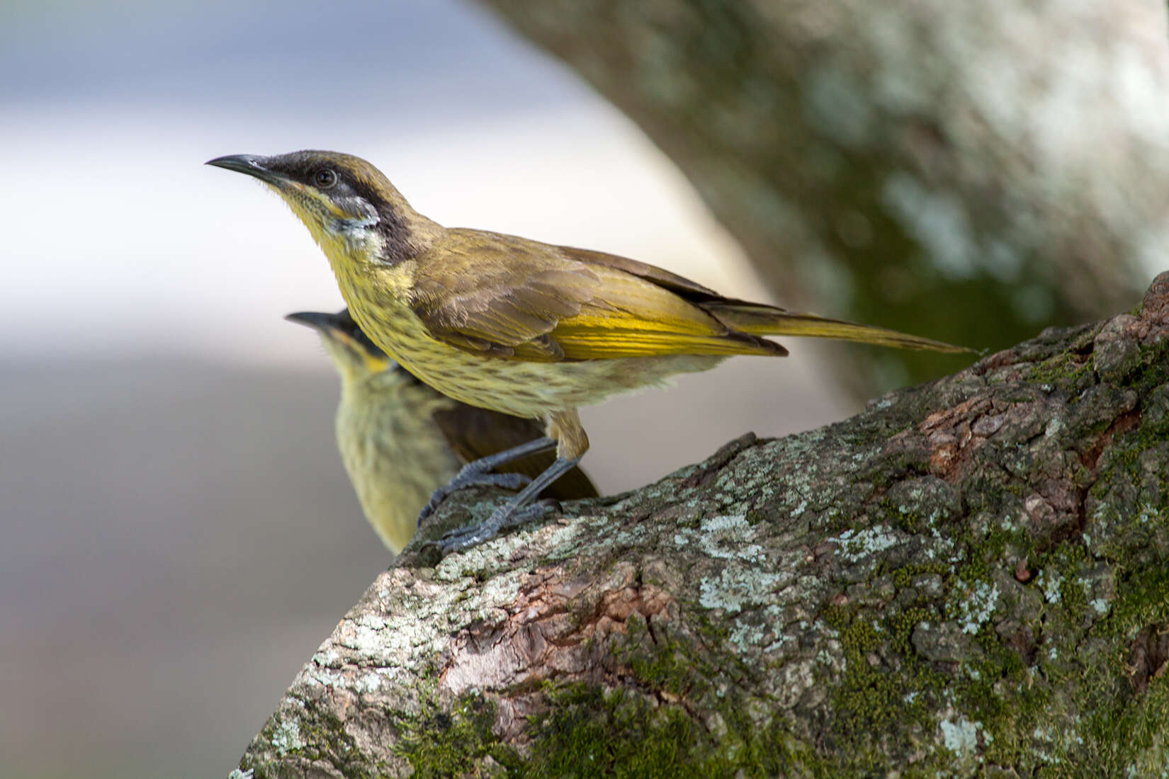 Image of Varied Honeyeater