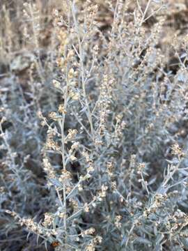 Image of white sagebrush