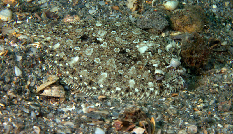 Image of Eyed Flounder