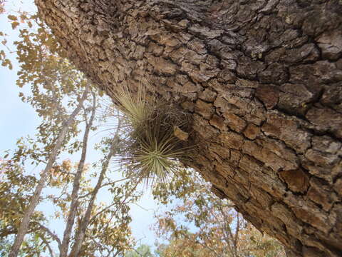 Imagem de Tillandsia fuchsii var. stephani W. Till