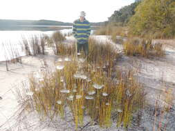 Image of Cyrtobill darwini Framenau & Scharff 2009