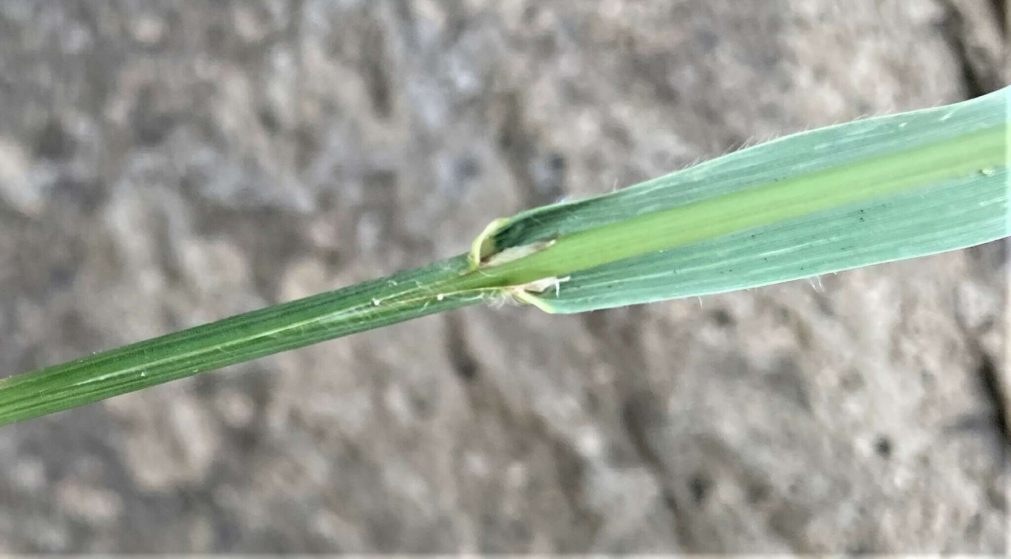 صورة Bromus sitchensis var. sitchensis