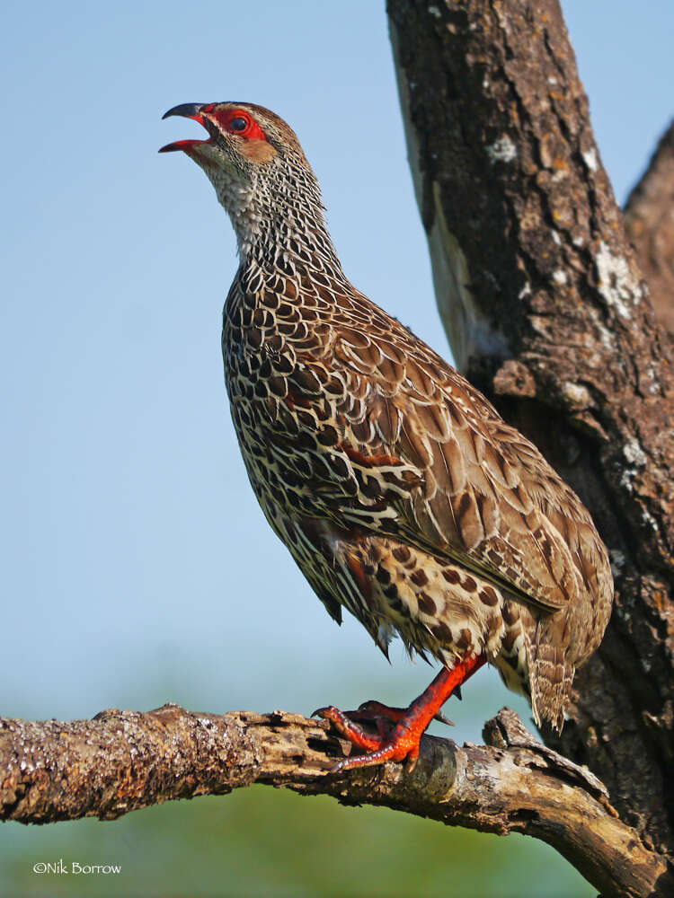 Pternistis clappertoni (Children & Vigors 1826) resmi