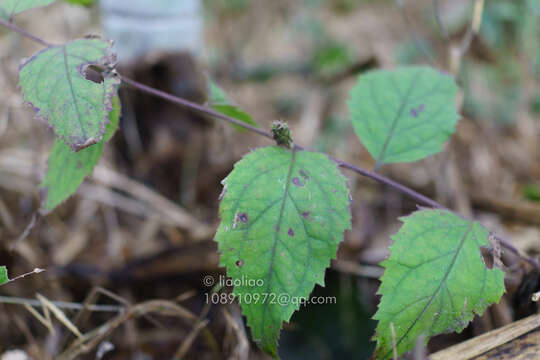 Image de Veronicastrum villosulum (Miq.) Yamazaki