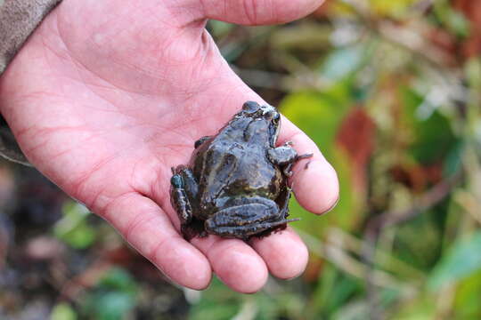 Image of Ezo Brown Frog