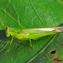 Image of Stenopola pallida (Bruner & L. 1906)